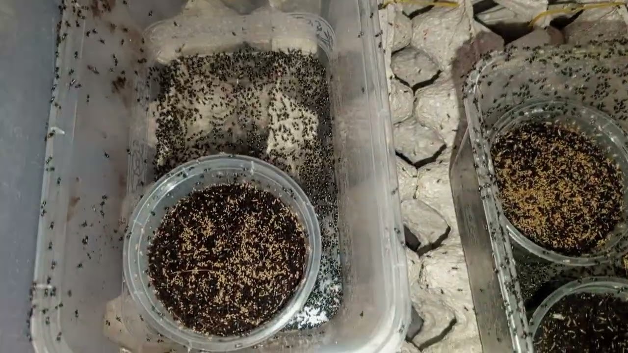 𝙽𝚎𝚠𝚕𝚢 H𝚊𝚝𝚌𝚑𝚎𝚍 𝚃𝚠𝚘 𝚂𝚙𝚘𝚝𝚝𝚎𝚍 𝙲𝚛𝚒𝚌𝚔𝚎𝚝 𝚒𝚗 𝙲𝚛𝚒𝚌𝚔𝚎𝚝 𝙵𝚊𝚛𝚖𝚒𝚗𝚐 𝚒𝚗 𝙽𝚒𝚐𝚎𝚛𝚒𝚊, I𝚋𝚊𝚍𝚊𝚗.