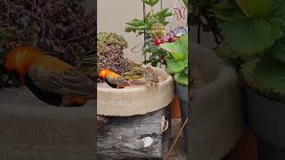 🇿🇦South Africa🇿🇦- Wild birds eating (long) by RENE OLIVIER 24 views 2 years ago 12 minutes, 20 seconds