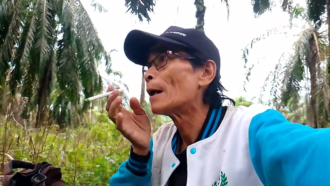 Lagi istirahat di kebun sawit habis nyari berondolan tahun 2025