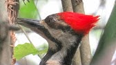 Pileated Woodpecker Call Youtube