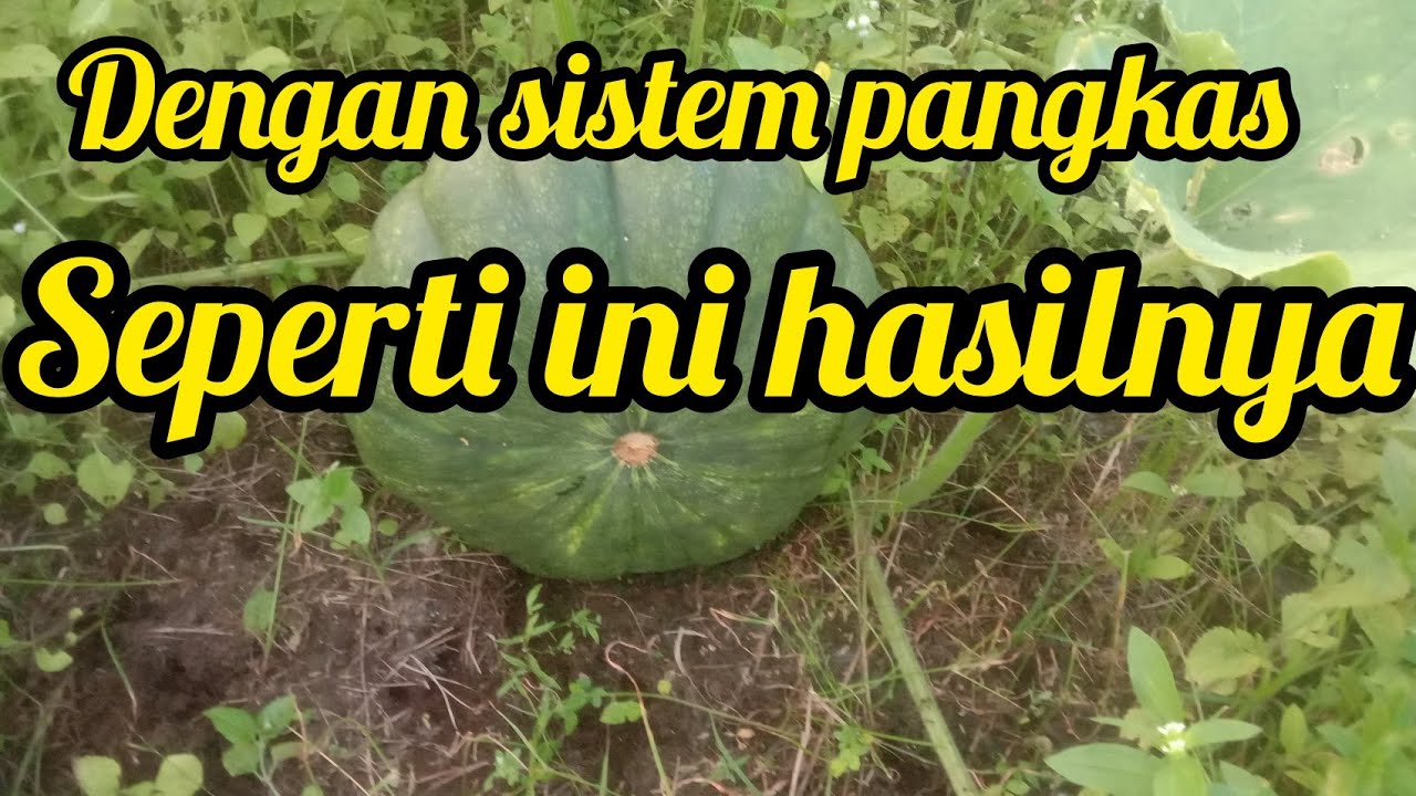 Hasil labu kuning tanpa dipangkas