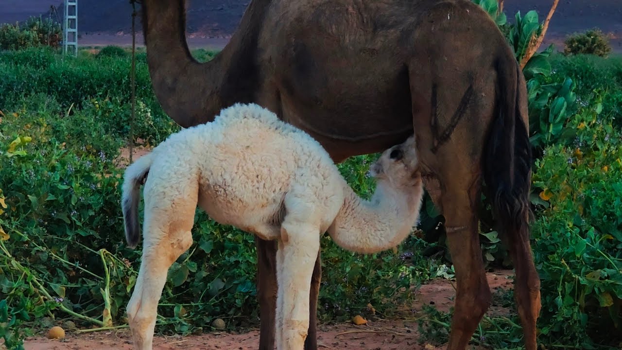 #المحطة__الخامسة ( 05) قريتي 