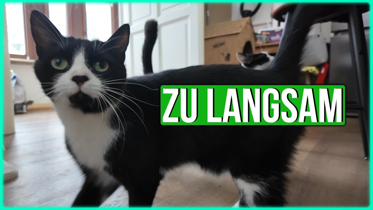 Wenn Katzen am verhungern sind 🙀