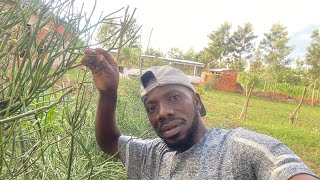 Day 123: 0$ Fencing, Flowing Maize & Banana Check | Farming in My 30s