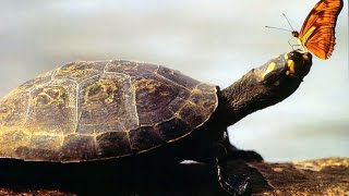 Natgeo Nature Doentary Nature The Reptiles Turtles And Tortoises Pbs Doentary