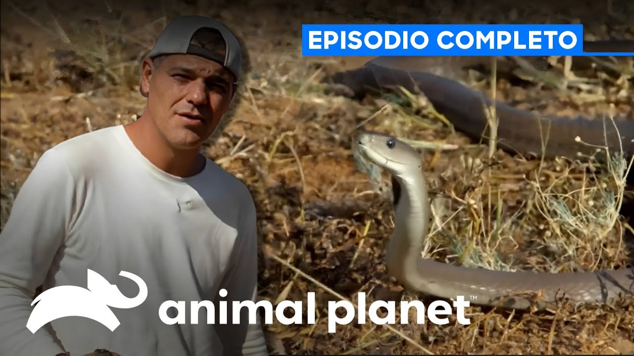 Episodio completo | Wild Frank y el beso de la mamba negra - S1 Ep1 | Animal Planet Latinoamérica