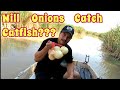 Fishing For Catfish With Onions??