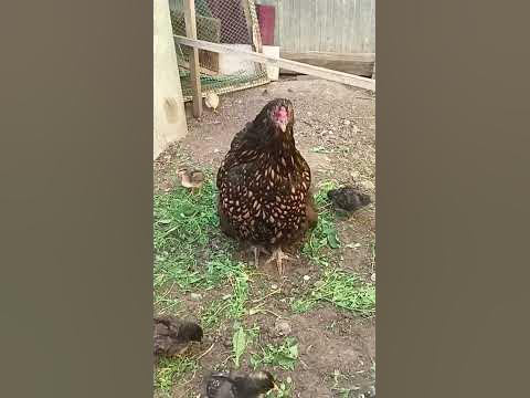 многодетная мама ... - YouTube