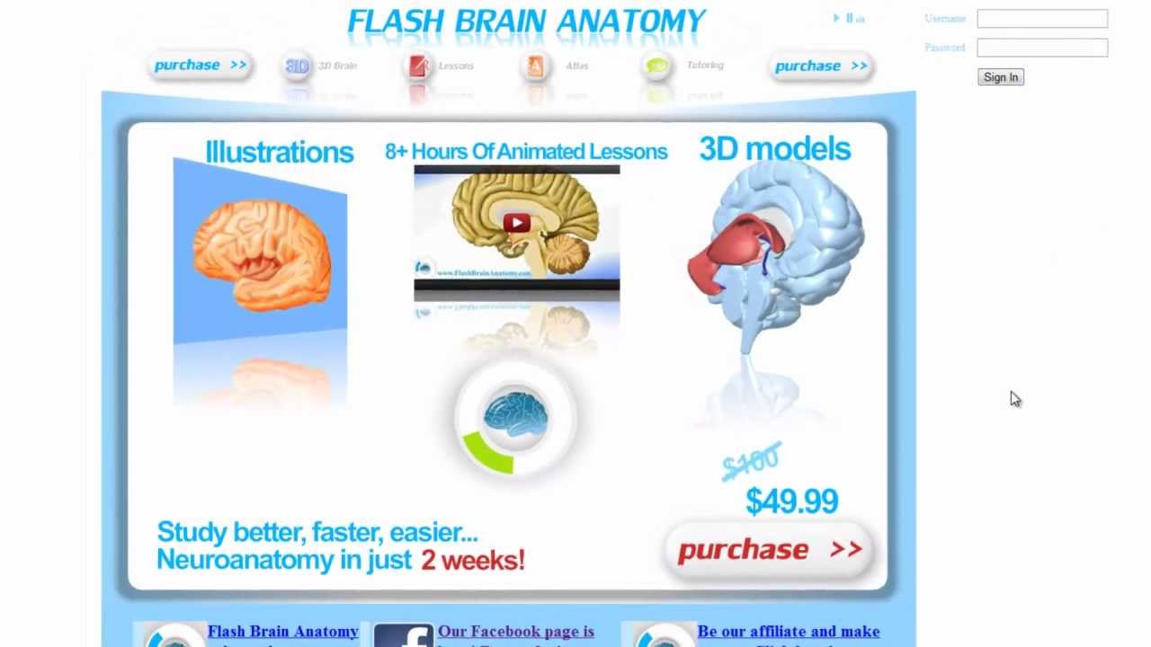 3D Neuroanatomy Software Flash Brain Anatomy YouTube
