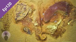 Episode 120: Naked Ammonite