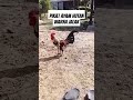 Pikat ayam hutan warna jalak