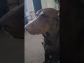He is such a funny puppy #puppy #dogshorts #puppyshorts #funnydog #funnypuppy #funnyanimal