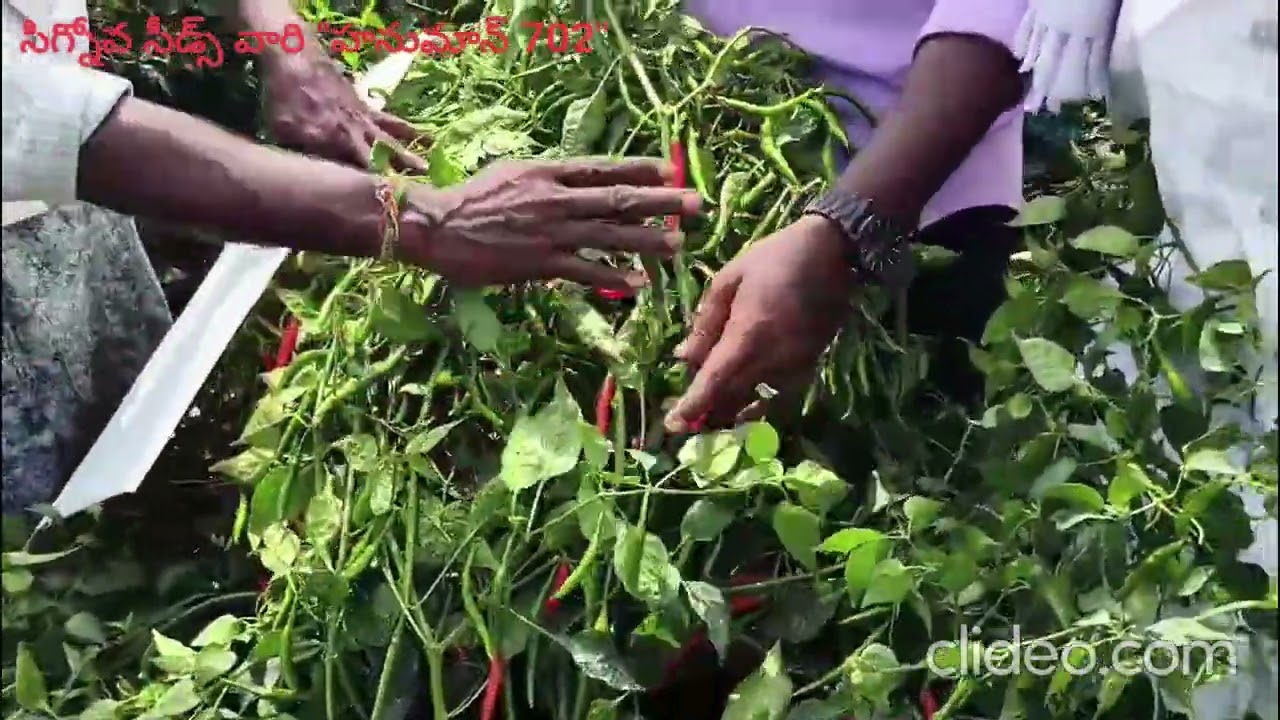 దమ్మున్న విత్తనం గురించి రైతు యొక్క మాటల్లో-సిగ్నోవ సీడ్స్#హనుమాన్ 702