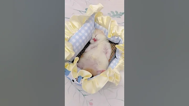 Watch the video about Catkid #cat #cuteanimal #kitten #munchkin #cover #cutecat #cutepet #cuteanimals