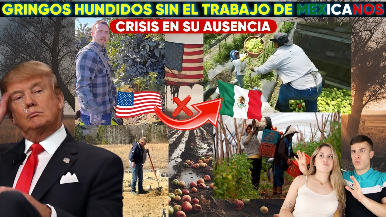GRINGOS LLORAN PORQUE NO QUIEREN TRABAJAR COMO LOS MEXICANOS ¡USA EN CRISIS SIN MÉXICO!