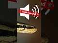 Soundeffects Snake Hiss Animalsounds 