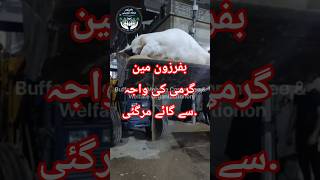Bufferzone main garmi ki waja sy cow margai.