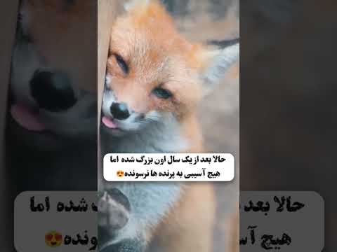 داستان زندگی این بچه روباه