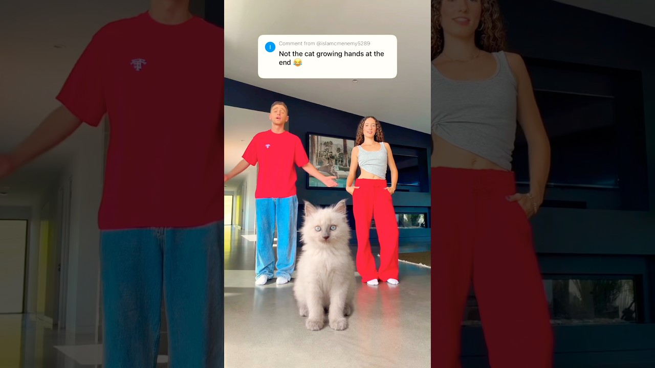 Cat Dance Class! 😱🐱 #cat #kitten #pet #dance #viral