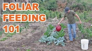 The Why and How of Foliar Feeding Your Garden (Plus Multiple Options)