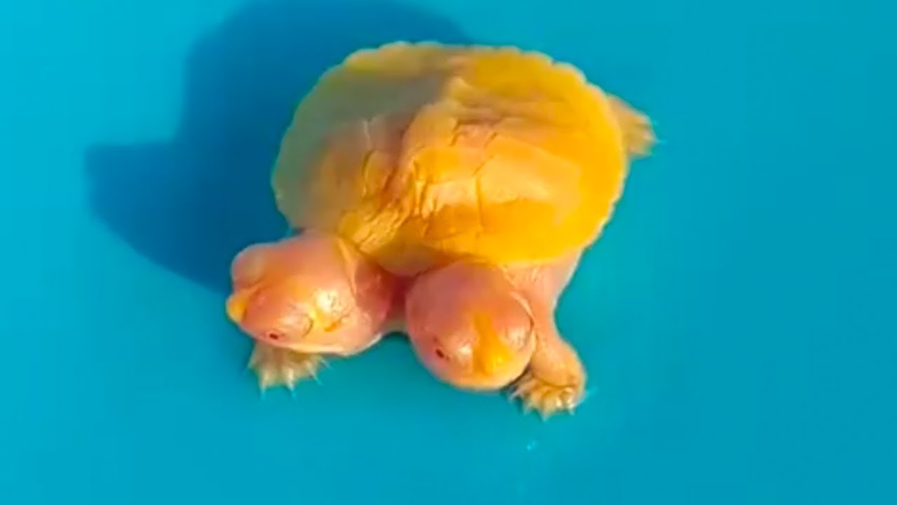 Красноухая черепаха альбинос. Сердце у черепахи кровообращения. Сердце черепахи разделено на. Сердце у черепахи кровообращения. Кровообращение черепахи.