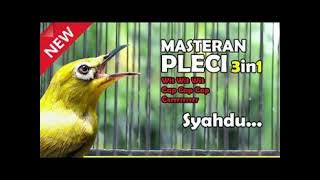 Masteran Pleci Tembakan Wit Wit Cap Cap Cerrr