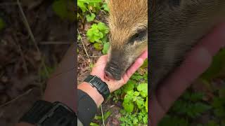 Жёлуди это не его😂 #hunting #животные #лесной #кабан #animals #fishing #зоопарк #puppy #лес#природа
