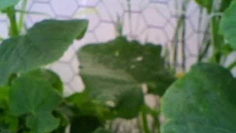 Training Cucumbers up trellises