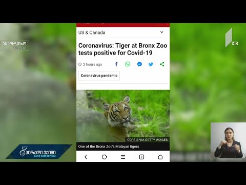 ახალი კორონავირუსი და ცხოველების ინფიცირება - ნათია ბერიძე, ვეტექიმი