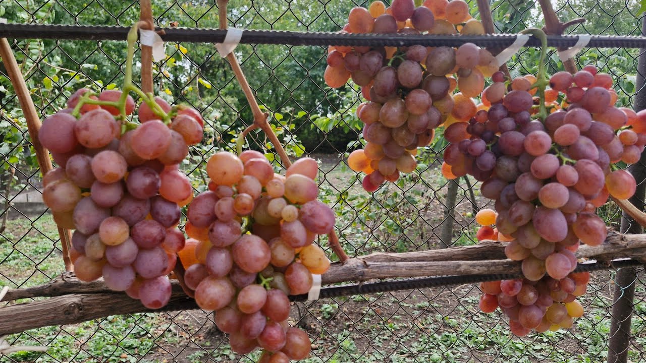 Який видаляю виноград в 2025 р.