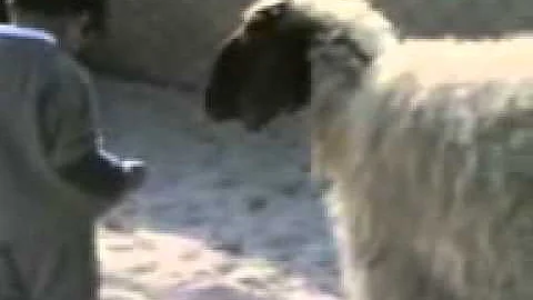 رائعتين طفل الضأن التوضيح للزينة الحضانة لحم خروف خلفية الاطفال خلفية Png والمتجهات للتحميل مجانا