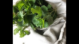 NATURAL DYES. GREEN NETTLES.