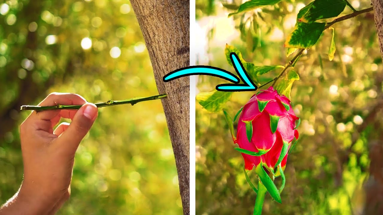 29 SIMPLE WAYS TO GROW YOUR OWN FRUITS