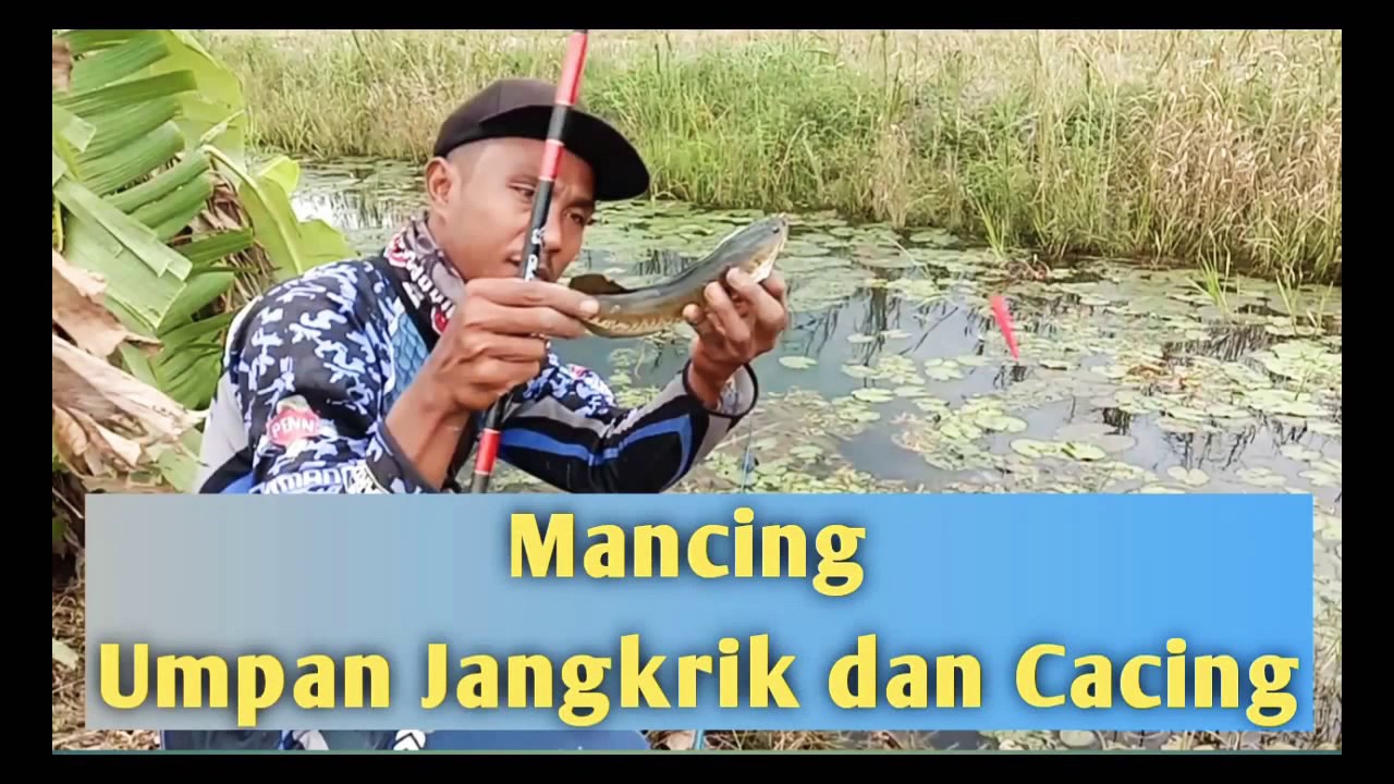 Mancing Umpan Jangkrik dan Cacing || vlog mancing mesuji #Eps.03