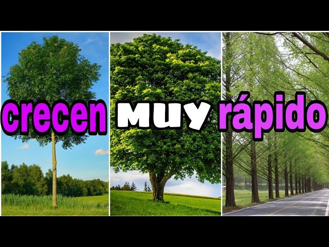 Frutales De Crecimiento Rapido