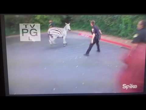 COPS Season 29 Opening