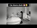 ساعات منبه القطط توقظ أصحابها 