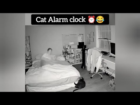 Cat alarm clocks waking up their owners