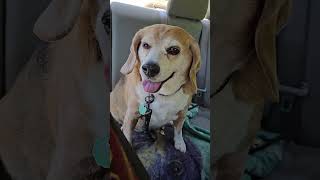 Heading to Winston's fav place 🐶 #dog #beagle #dogmom #dogdad #shorts #shortsvideo #youtuber