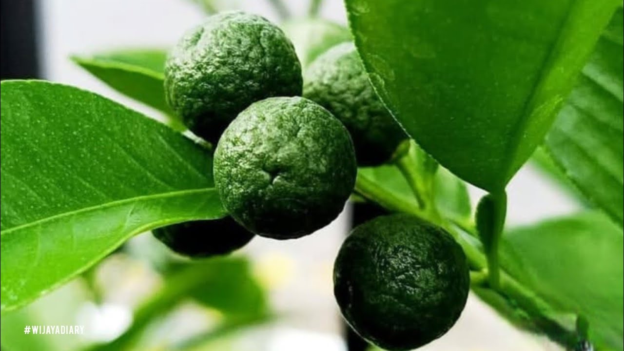 Эпизод 686 Лайм