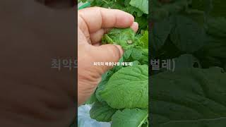 나방애벌레는, 단 1마리도 남겨두면 안된다.