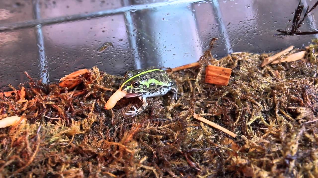 2 Week Old Pixie Frogs Eating Wax Worms YouTube