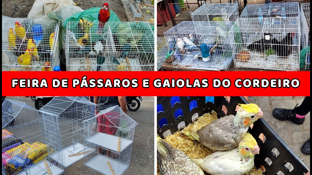 Feira de Pássaros e Gaiolas do Cordeiro  22/03 #gaiola #passaros #criarpassaros
