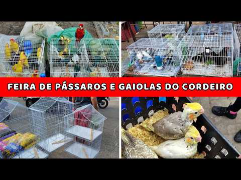Feira de Pássaros e Gaiolas do Cordeiro  22/03 #gaiola #passaros #criarpassaros