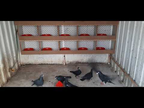 Posta Güvercin Kümesi