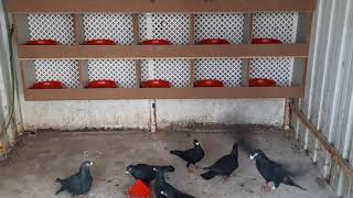 Posta Güvercin Kümesi Arap