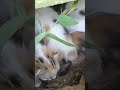 otra paricion (mi patio es dulce para ellos )#cat #kitten #cute