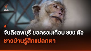 ภารกิจจับลิงลพบุรี ยอดรวมเกือบ 800 ตัว ชาวบ้านรู้สึกแปลกตา | Thai PBS news