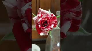 Two PERFECT Gigi Mini-Roses! @CaptainUnusual