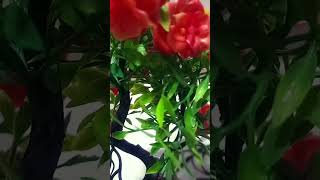 Kader Diyelim Gitsin